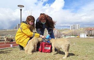 Çankaya aşılama ekibi sahada