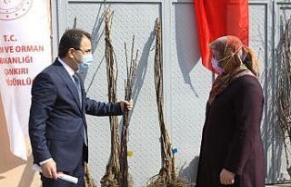 Çankırı’da 10 bin meyve fidanı toprakla buluşacak