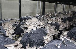 Çarşamba’da istiridye mantarı üretimi artıyor