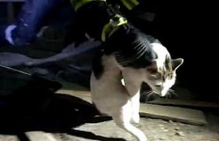 Çatı arasında 4 gündür mahsur kalan kedi kurtarıldı