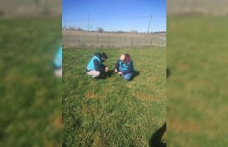 Çavdarhisar’da arpa ve buğday ekili alanlar kontrol...