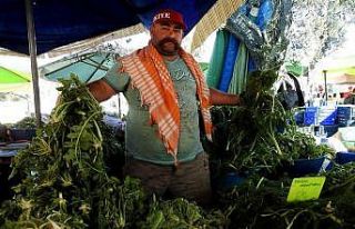 Çeşme’nin ot uzmanı "Minik Pala"