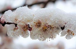 Çiçek açan meyve ağaçları kar altında kaldı