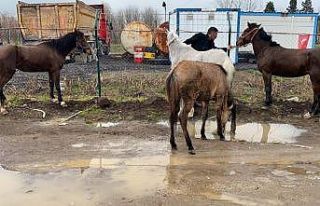 Çiftlikten kaçan atlar D-100 karayolunda dört nala...