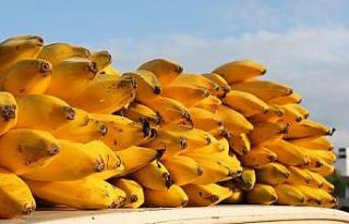 Coğrafi işaret belgeli Erdemli muzunun kökü bile...