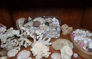 Denizin bulunmadığı Mardin’de, deniz canlılarının...