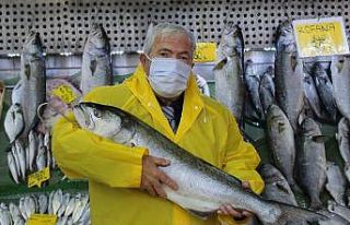 Denizlerde kofana bolluğu, ağırlığı 12 kiloya...