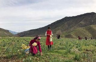Derecik’te nergis çiçeği güzelliği