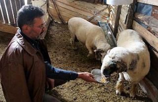 Dev koçlar 90 kiloya ulaştı