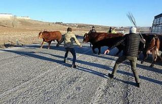 Devrilen tırdan boğalar yola kaçtı, yakalamak...