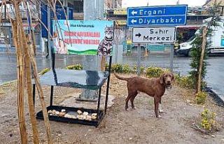 Dicle Kaymakamlığı, sokak hayvanları için beslenme...