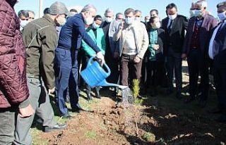 Diyarbakır hipodromu 44 bin ağaçla yeşillendirildi