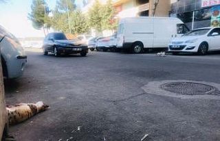 Diyarbakır’dan yürek yakan görüntü, kediye...