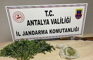 Domates serasında toz esrar ve kenevir bitkisi ele...