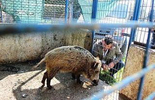 Domuz Ceyar’la belediye şoförünün dostluğu...