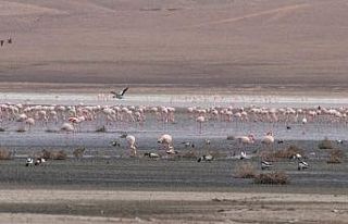 Düden Gölü’ndeki flamingo sayısı düştü
