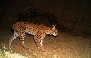 Dünya Yaban Hayatı Günü