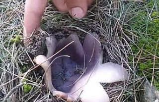 Duyan ormana koşuyor, kilosu 30 lira