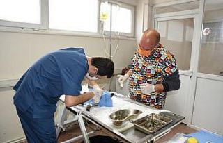 Edremit Belediyesi 7/24 sokak hayvanlarının yanında