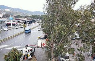 Efeler’de tehlike oluşturan ağaçlar budandı