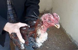 Elazığ’da metruk binada horoz döğüşü yaptıran...