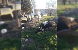 Elektrik akımına kapılan inek telef oldu