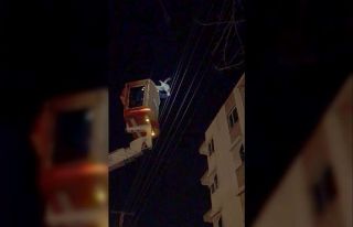 Elektrik teline takılan tavuk AEDAŞ ekiplerince...