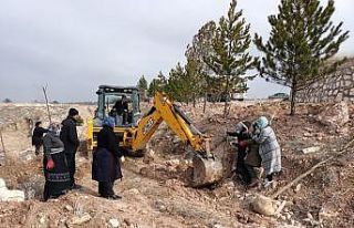 Emet’te ağaçlandırma çalışmaları