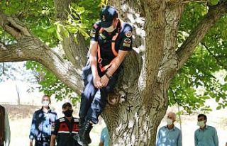 Emniyet kemeri uygulamasıyla düşme vakalarında...