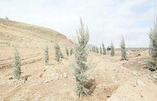 Erciyes yolunda ağaçlandırma çalışmaları başladı