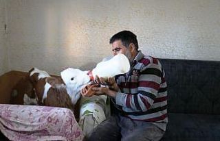 Erken doğan buzağısına evinde bebekler gibi bakıyor