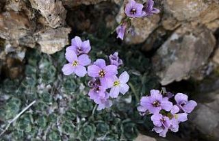 Erzincan 500 dolayında endemik bitkiye ev sahipliği...