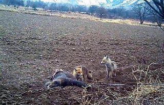 Erzincan’da yaban hayatı fotokapanla görüntüleniyor