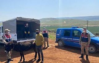 Eşeğini sopayla döven şahsa bin 33 lira para cezası