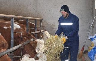 Eski hükümlü Mesut Akan devlet desteğiyle hayvancılığa...