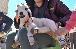 Evde bebek gibi büyütüyorlar