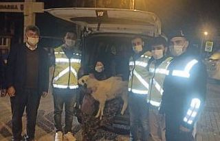Evin önünden çalınan kuzu bulunup sahibine teslim...