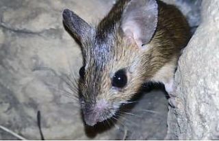 Fareye “kanka“ diye seslendi, tebessüm ettirdi