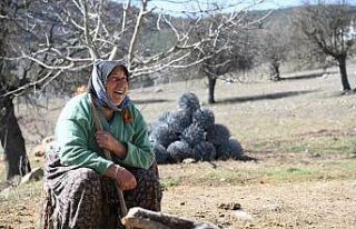 Fatma teyzenin 62 yıllık çobanlık hikayesi