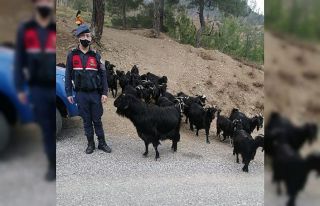 Fatma teyzenin kaybolan keçilerini jandarma buldu