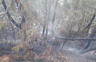 Fethiye’de orman yangını