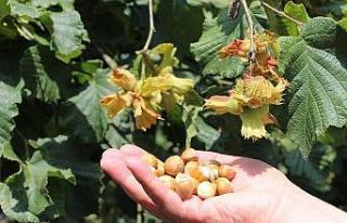 Fındıktan 1 milyar 124 milyon dolar döviz girdisi