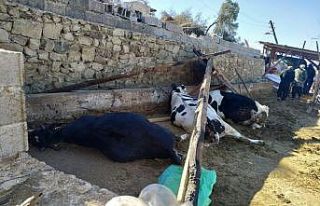 Fırtınada ahırın çatısı çöktü 3 inek telef...