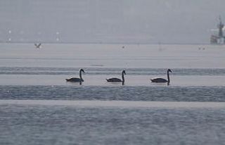 Flamingoların ardından kuğular da İzmit Körfezi’nde