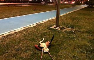 Flamingoların toplu ölümü araştırılıyor