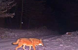 Fotokapanlara vaşak ve birçok yaban hayvanı takıldı