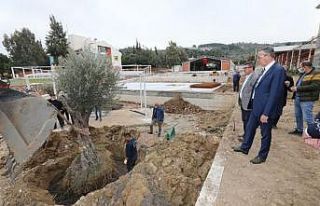 Gaziemir’de zeytin ağaçlarına ikinci yaşam