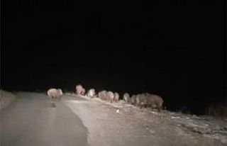 Gece karanlığında karşılarına domuz sürüsü...