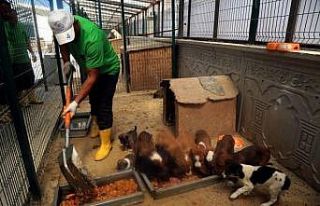 Geçici Hayvan Bakımevinde bin 819 köpek ve bin...