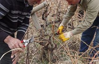 Gercüş’te bağ budama dönemi erken başladı
